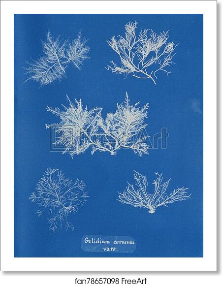 Free art print of Gelidium corneum vars by Anna Atkins Free art print of Gelidium corneum vars by Anna Atkins