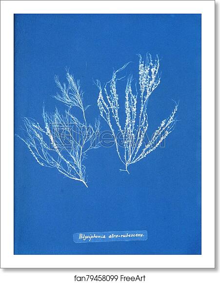 Free art print of Polysiphonia atro-rubescens by Anna Atkins Free art print of Polysiphonia atro-rubescens by Anna Atkins