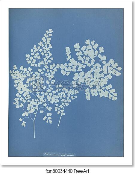 Free art print of Adiantum assimile by Anna Atkins Free art print of Adiantum assimile by Anna Atkins