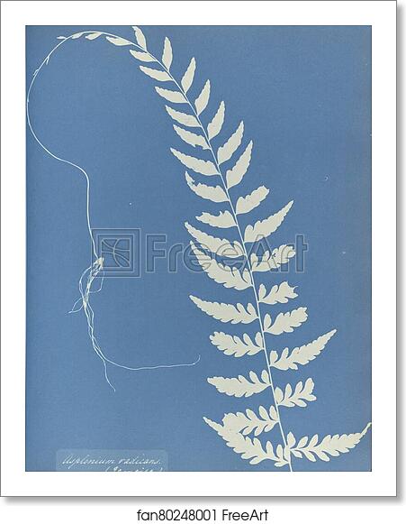 Free art print of Asplenium radicans, Jamaica by Anna Atkins Free art print of Asplenium radicans, Jamaica by Anna Atkins