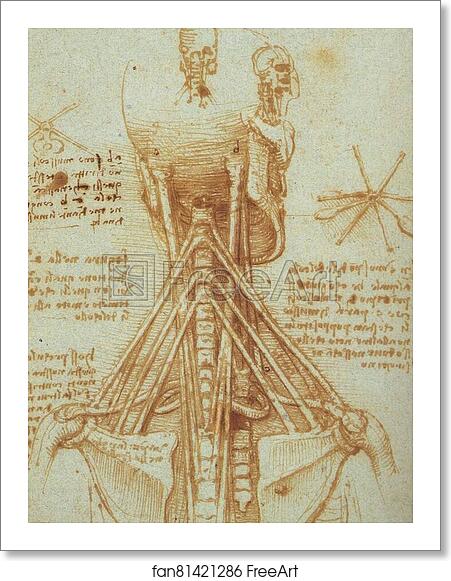 Free art print of Anatomy of the Neck by Leonardo Da Vinci Free art print of Anatomy of the Neck by Leonardo Da Vinci
