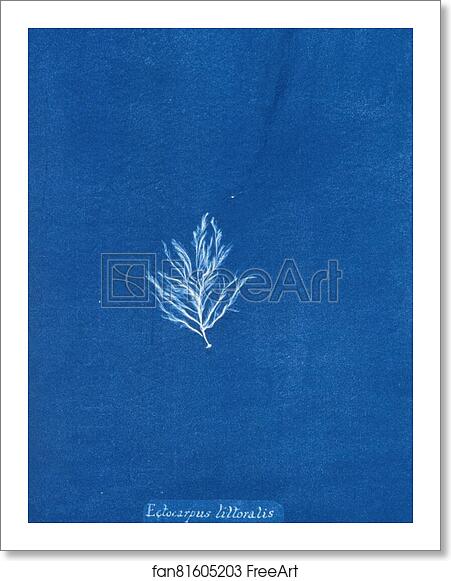 Free art print of Ectocarpus littoralis by Anna Atkins