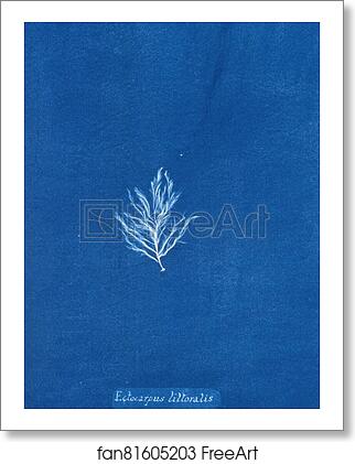Free art print of Ectocarpus littoralis by Anna Atkins Free art print of Ectocarpus littoralis by Anna Atkins