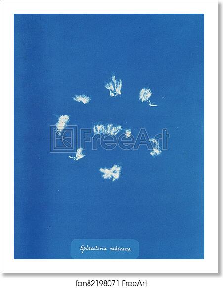 Free art print of Sphacelaria radicans by Anna Atkins