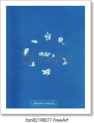 Free art print of Sphacelaria radicans by Anna Atkins Free art print of Sphacelaria radicans by Anna Atkins