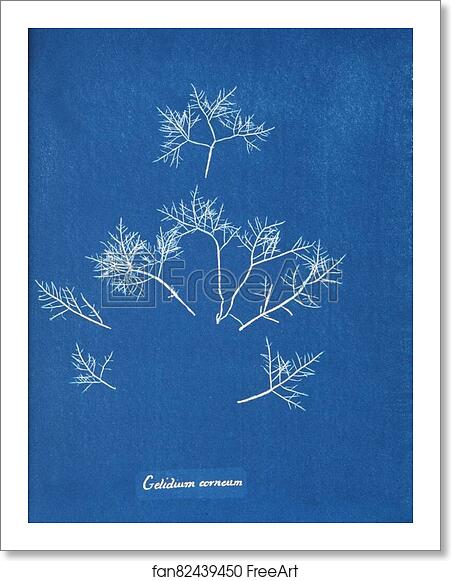 Free art print of Gelidium corneum by Anna Atkins