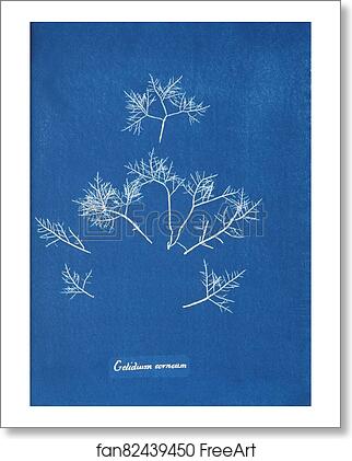 Free art print of Gelidium corneum by Anna Atkins Free art print of Gelidium corneum by Anna Atkins
