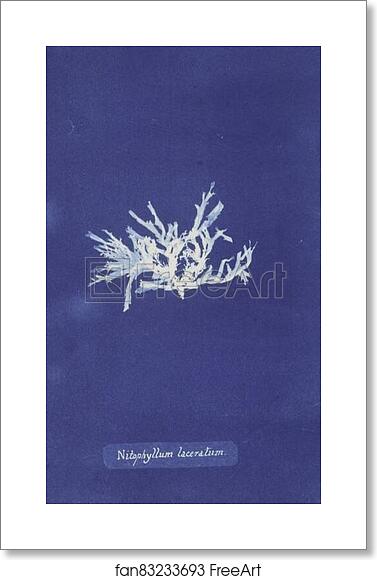 Free art print of Nitophyllum laceratum by Anna Atkins Free art print of Nitophyllum laceratum by Anna Atkins