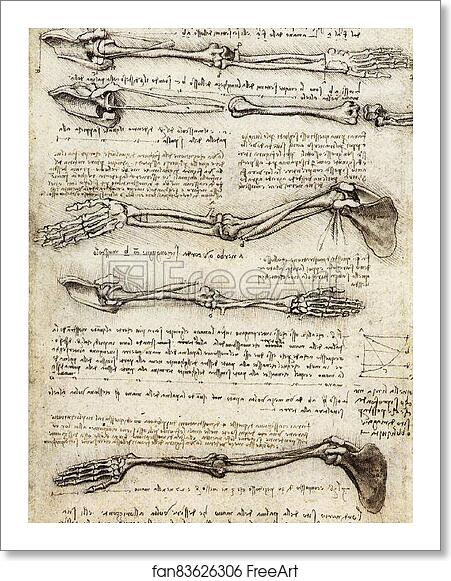 Free art print of Studies of the Arm showing the Movements made by Biceps, c. 1510 by Leonardo Da Vinci Free art print of Studies of the Arm showing the Movements made by Biceps, c. 1510 by Leonardo Da Vinci