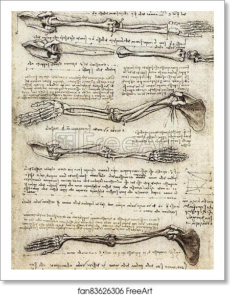 Free art print of Studies of the Arm showing the Movements made by Biceps, c. 1510 by Leonardo Da Vinci
