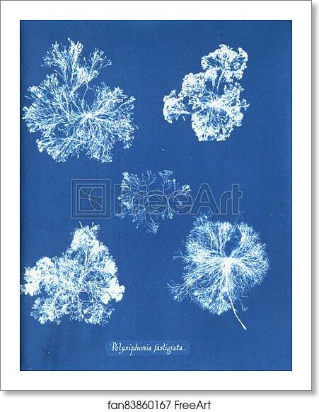 Free art print of Polysiphonia fastigiata by Anna Atkins Free art print of Polysiphonia fastigiata by Anna Atkins