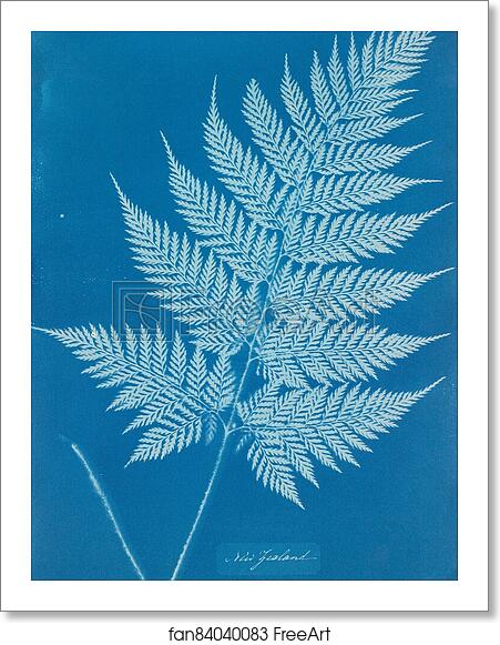 Free art print of New Zealand by Anna Atkins Free art print of New Zealand by Anna Atkins