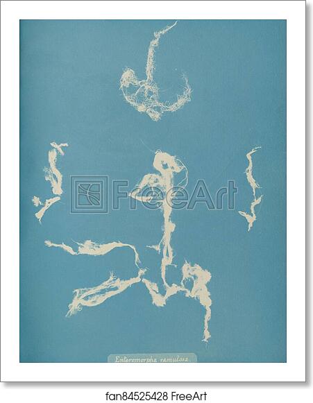 Free art print of Enteromorpha ramulosa by Anna Atkins Free art print of Enteromorpha ramulosa by Anna Atkins