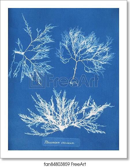 Free art print of Plocamium coccineum by Anna Atkins