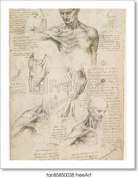 Free art print of Superficial anatomy of the shoulder and neck (recto) by Leonardo Da Vinci Free art print of Superficial anatomy of the shoulder and neck (recto) by Leonardo Da Vinci