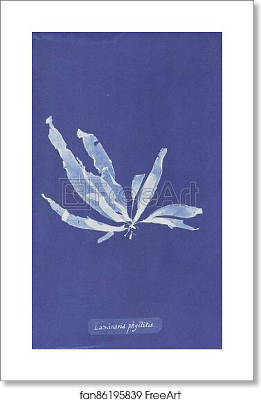 Free art print of Laminaria phyllitis by Anna Atkins