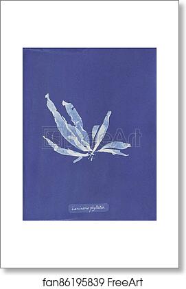 Free art print of Laminaria phyllitis by Anna Atkins Free art print of Laminaria phyllitis by Anna Atkins