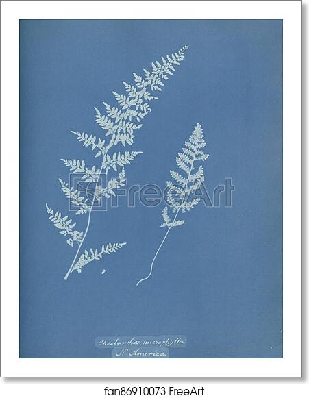 Free art print of Cheilanthes microphylla, N. America by Anna Atkins Free art print of Cheilanthes microphylla, N. America by Anna Atkins