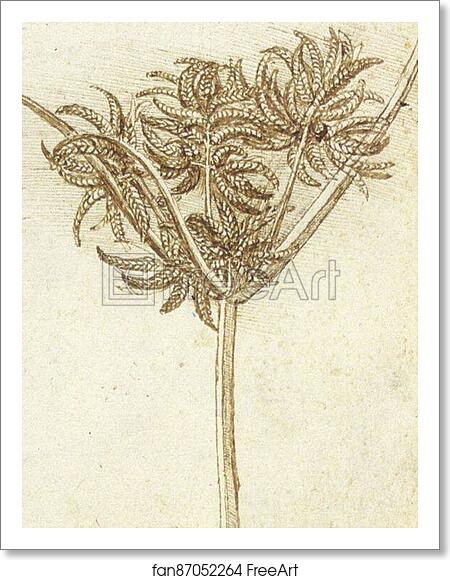 Free art print of Sedge (c. 1510) by Leonardo Da Vinci