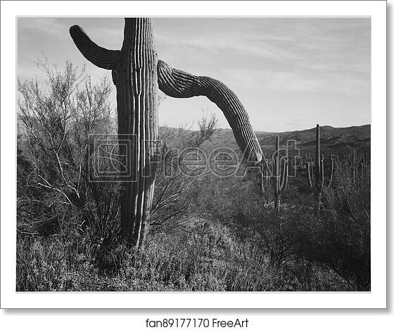 Free art print of Cactus at left and surroundings, "Saguaro National Monument," Arizona. Photographs of National Parks and Monuments, compiled 1941 - 1942, documenting the period ca. 1933 - 1942. by Ansel Adams (1902-1984) Free art print of Cactus at left and surroundings, "Saguaro National Monument," Arizona. Photographs of National Parks and Monuments, compiled 1941 - 1942, documenting the period ca. 1933 - 1942. by Ansel Adams (1902-1984)