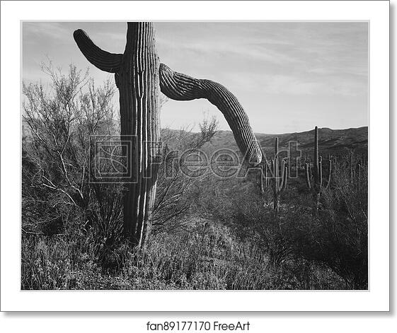 Free art print of Cactus at left and surroundings, "Saguaro National Monument," Arizona. Photographs of National Parks and Monuments, compiled 1941 - 1942, documenting the period ca. 1933 - 1942. by Ansel Adams (1902-1984) Free art print of Cactus at left and surroundings, "Saguaro National Monument," Arizona. Photographs of National Parks and Monuments, compiled 1941 - 1942, documenting the period ca. 1933 - 1942. by Ansel Adams (1902-1984)