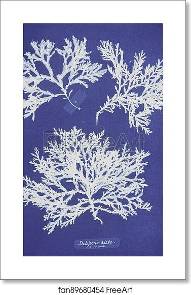 Free art print of Delesseria alata by Anna Atkins Free art print of Delesseria alata by Anna Atkins