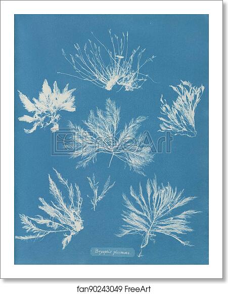 Free art print of Bryopsis plumosa by Anna Atkins