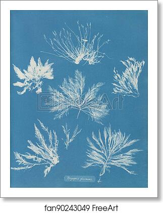 Free art print of Bryopsis plumosa by Anna Atkins Free art print of Bryopsis plumosa by Anna Atkins