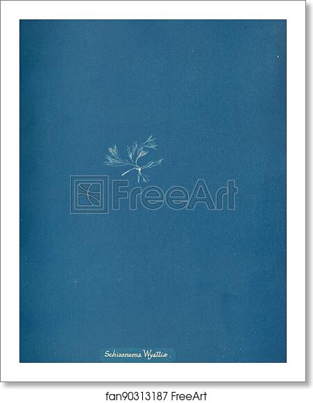 Free art print of Schizonema Wyattiæ by Anna Atkins Free art print of Schizonema Wyattiæ by Anna Atkins