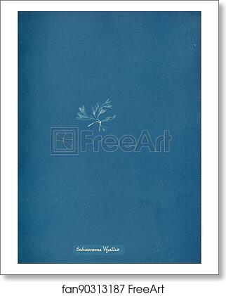 Free art print of Schizonema Wyattiæ by Anna Atkins Free art print of Schizonema Wyattiæ by Anna Atkins