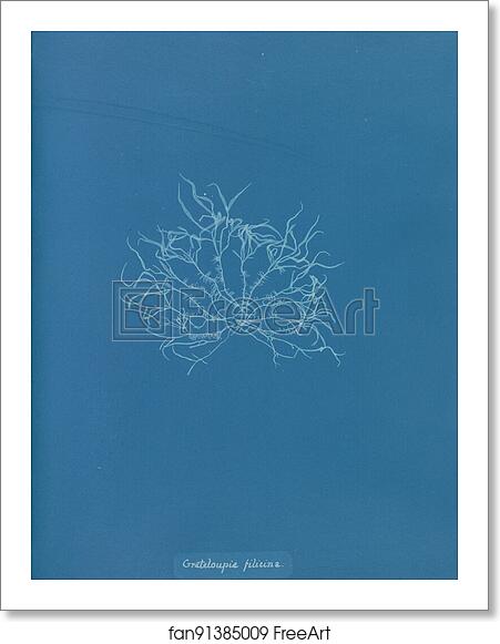 Free art print of Grateloupia filicina by Anna Atkins