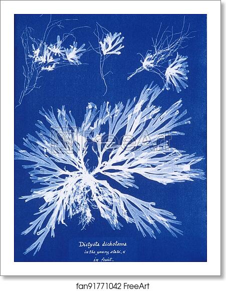 Free art print of Dictyota dichotoma, in the young state; and in fruit by Anna Atkins