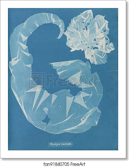 Free art print of Porphyra laciniata by Anna Atkins Free art print of Porphyra laciniata by Anna Atkins