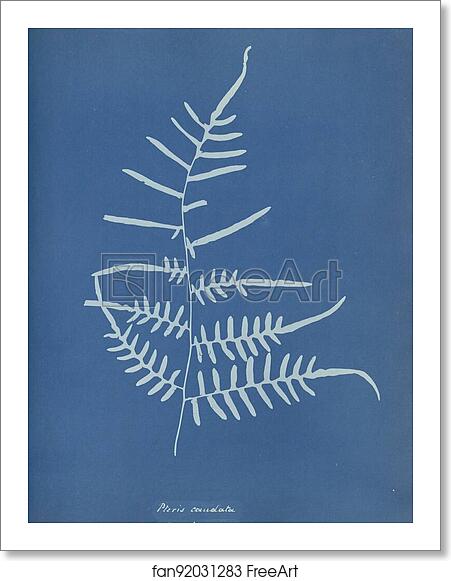 Free art print of Pteris caudata, N. America by Anna Atkins Free art print of Pteris caudata, N. America by Anna Atkins