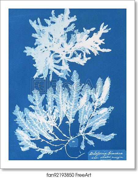 Free art print of Delesseria Sinuosa va. ciliated margin a. in fruit by Anna Atkins Free art print of Delesseria Sinuosa va. ciliated margin a. in fruit by Anna Atkins