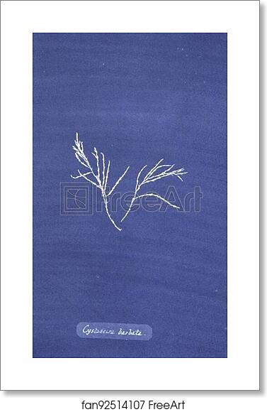 Free art print of Cystoseira barbata by Anna Atkins