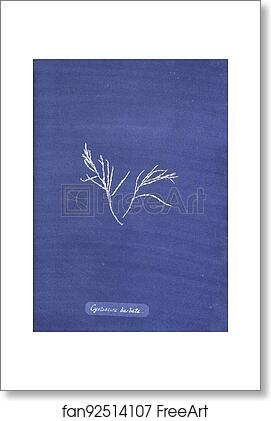 Free art print of Cystoseira barbata by Anna Atkins Free art print of Cystoseira barbata by Anna Atkins