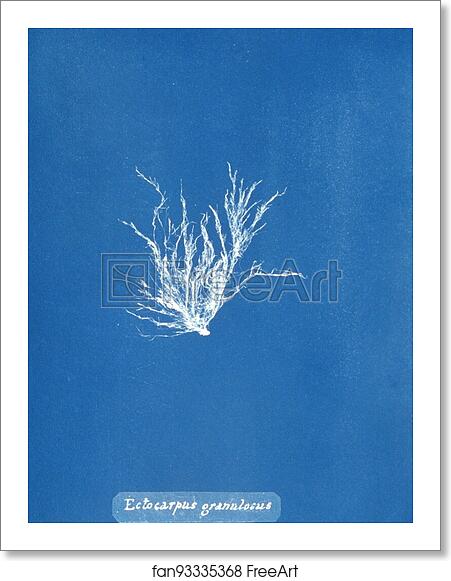 Free art print of Ectocarpus granulosus by Anna Atkins Free art print of Ectocarpus granulosus by Anna Atkins