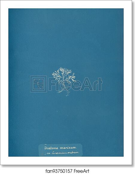Free art print of Diatoma marinum, on Ceramium rubrum by Anna Atkins