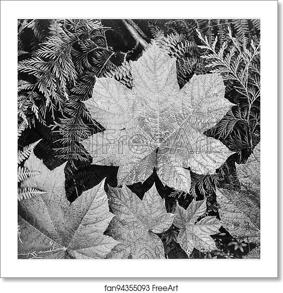 Free art print of Close-up of leaves, from directly above, "In Glacier National Park," Montana. Photographs of National Parks and Monuments, compiled 1941 - 1942, documenting the period ca. 1933 - 1942. by Ansel Adams (1902-1984) Free art print of Close-up of leaves, from directly above, "In Glacier National Park," Montana. Photographs of National Parks and Monuments, compiled 1941 - 1942, documenting the period ca. 1933 - 1942. by Ansel Adams (1902-1984)