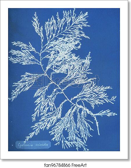 Free art print of Cystoseira ericoides by Anna Atkins