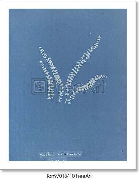 Free art print of Asplenium trichomanes, British by Anna Atkins Free art print of Asplenium trichomanes, British by Anna Atkins