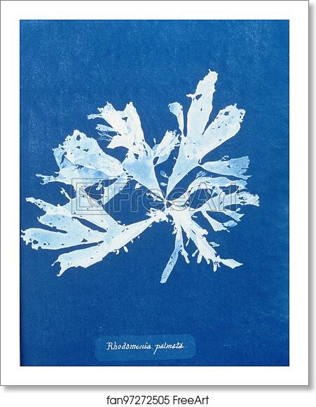 Free art print of Rhodomenia palmata by Anna Atkins