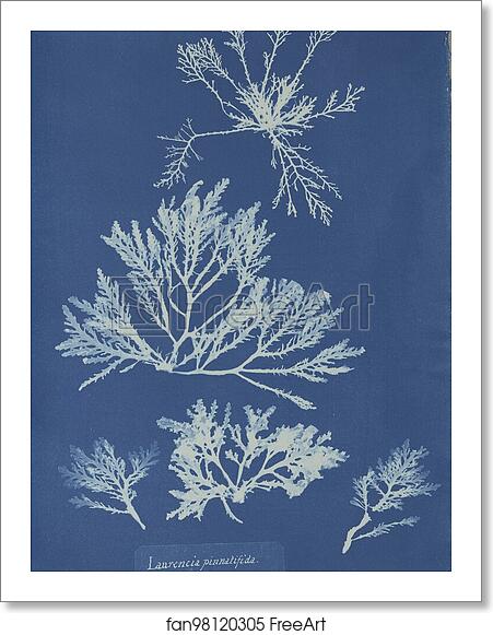 Free art print of Laurencia pinnatifida by Anna Atkins
